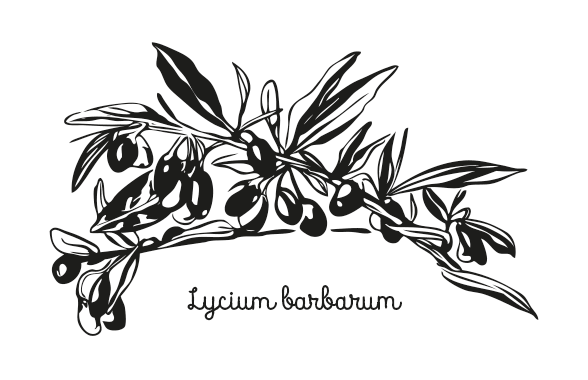ilustracja grafika rysunek rośliny na opakowanie, etykietę. Przedstawia jagody goji