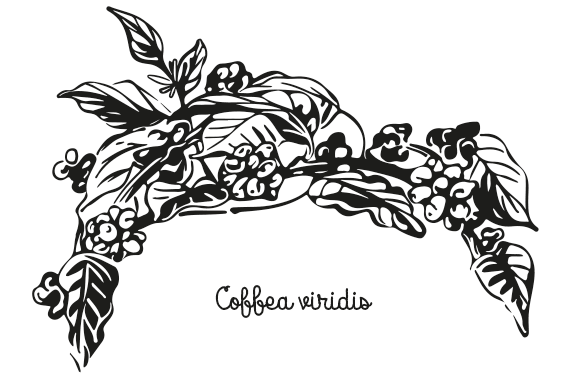 ilustracja grafika rysunek rośliny na opakowanie, etykietę. Przedstawia kawę zieloną