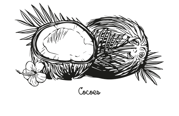 ilustracja grafika rysunek rośliny na opakowanie, etykietę. Przedstawia kokosy