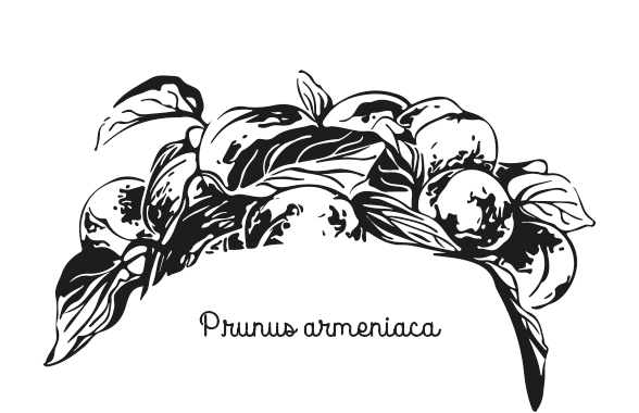 ilustracja grafika rysunek rośliny na opakowanie, etykietę. Przedstawia morelę