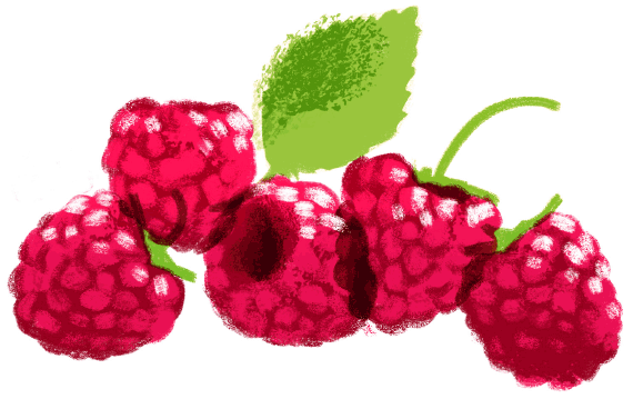 ilustracja grafika rysunek owoców maliny na etykietę opakowania naturalnej konfitury